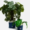 Lucy & Yak Runa - Plant Pot Covers in Mid Wash Print (2 Pack) Best